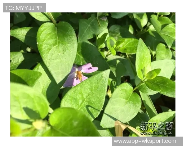 温州九牧足球公园:打造城市绿色运动空间与社区交流新地标